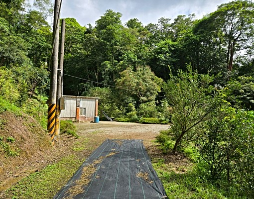 大埔丙建+林地