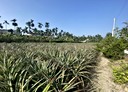 內埔鄉-土地，107.8坪