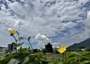 吉安鄉-土地，138坪