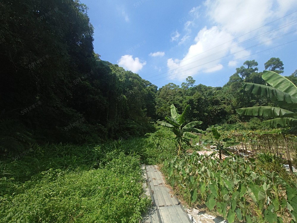 現況土地實體照片 三面環山
植物茂盛 光線充足