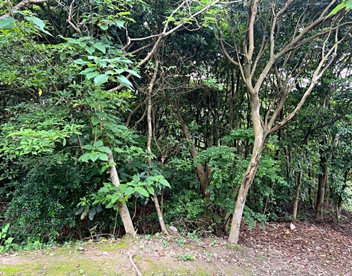 物件圖片