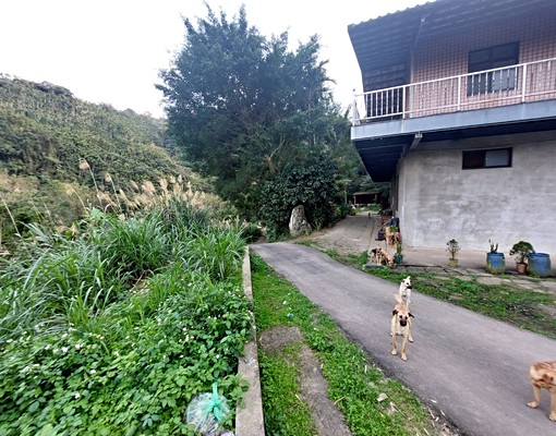 專任🐶三峽大熊櫻花車程約15分鐘前後有路平坦森林區農牧用地