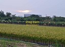 水上鄉-土地，605坪