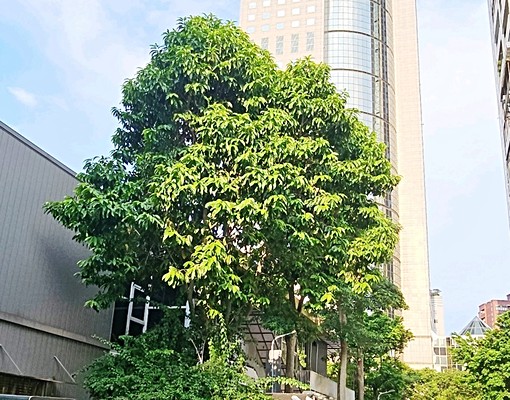 【遠企百貨】3房大露台（非頂加） - Image 12