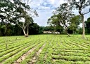 關西鎮-土地，400.5坪