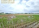 二林鎮-土地，1240坪