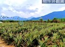 高樹鄉-土地，1240坪