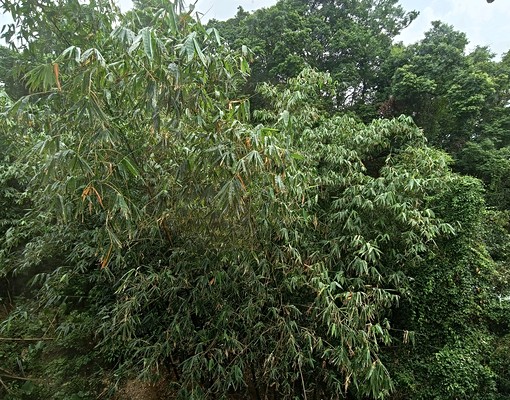 交通便利，環境清幽，綠林窗景 - Image 10