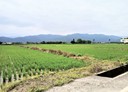 三星鄉-土地，899.9坪