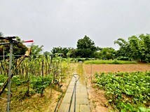 金龍段【龍潭市郊】金龍段農..
