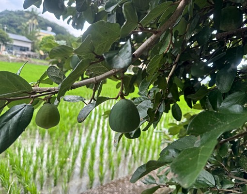 芎林秀湖村民宿+休閒溫室 - Image 4