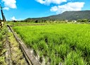 壽豐鄉-豐南段土地，3291.1坪