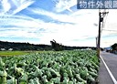 外埔區-土地，523.9坪