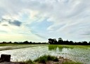 民雄鄉-土地，890坪