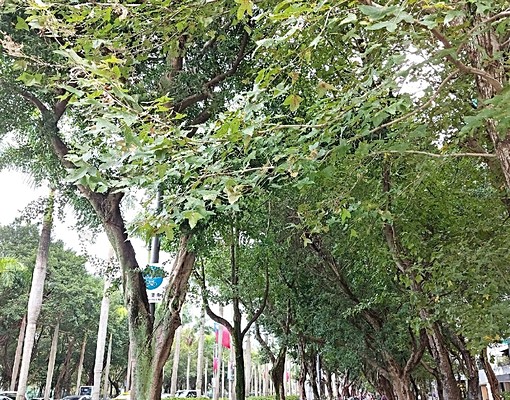 國父紀念館，電梯套房，可租補，機能佳，採光通風 - Image 13