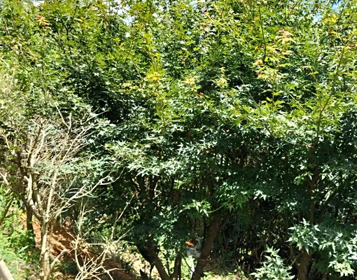 陽明山平菁街農地與房舍，小19路公車可到。 - Image 9