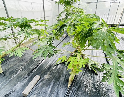 苗栗後龍好望角退休樂活農場 - Image 8