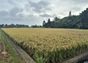 新屋區-新湖路土地，465.8坪