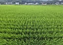 芎林鄉-金獅段土地，334.2坪