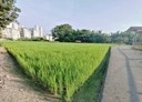 潭子區-土地，525坪
