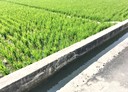 大肚區-土地，323坪