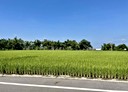 外埔區-土地，1499坪