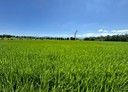 竹東鎮-中員段土地，7706.8坪