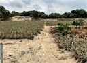 大樹區-土地，591.6坪