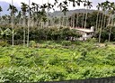 竹崎鄉-土地，504.3坪
