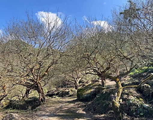 如果您想🌿森林芬多精+心靈洗滌+民宿月租=那就來吧 - Image 11