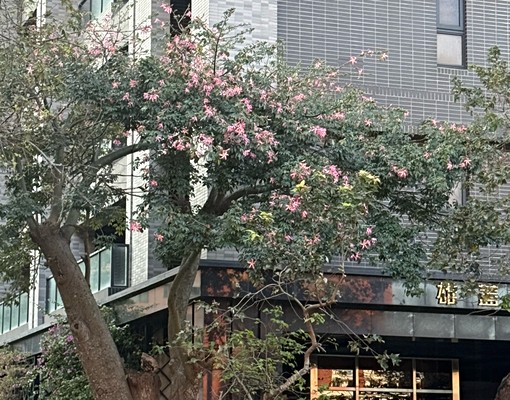 雄蓋綻高樓出租,超好地點,超好view - Image 14