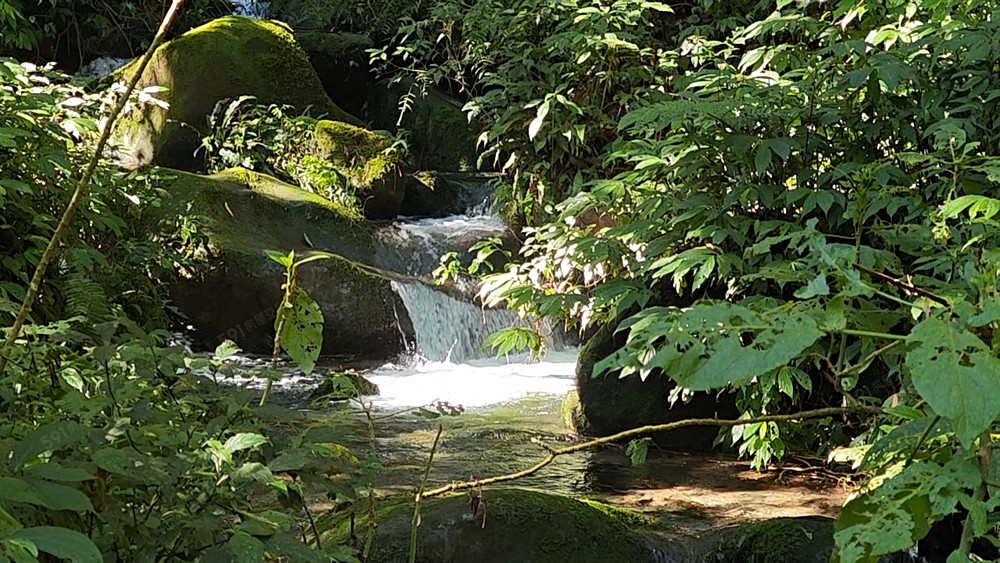 溪頭園區渡假居 - Image 1